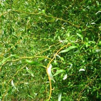 Salix matsudana x alba 'Golden Curls (Erythroflexuosa)' (Corkscrew Willow) - Golden Curls (Erythroflexuosa) Corkscrew Willow