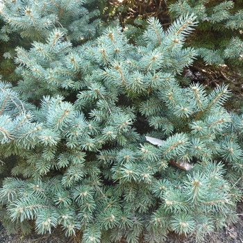 Picea pungens - 'Thuem' Colorado Spruce