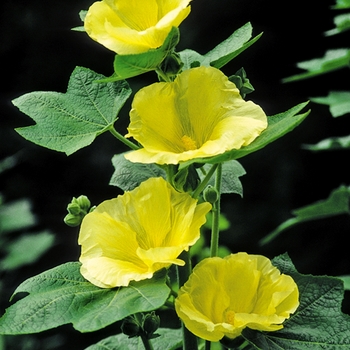 Alcea rosea 'Spotlight Sunshine' - Yellow Hollyhock