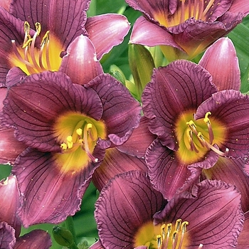 Hemerocallis 'Purple de Oro' - Daylily