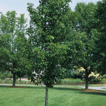 Pyrus calleryana - 'Cleveland Select' Cleveland Pear