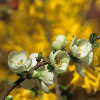 Chaenomeles x superba 'Jet Trail' - White Flowering Quince