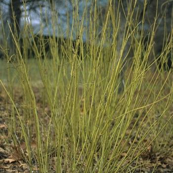 Cornus sericea 'Flaviramea' - Yellow Twig Dogwood