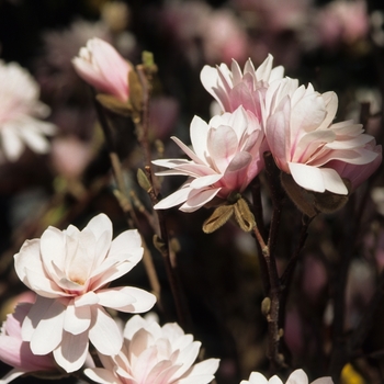 Magnolia x loebneri - 'Leonard Messel' 