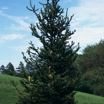 Picea abies 'Hillside Upright' - Hillside Upright Norway Spruce