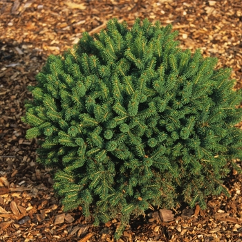 Picea glauca 'Little Globe' - Little Globe Spruce