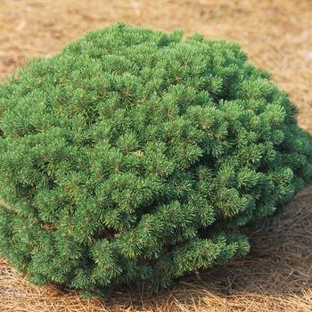 Pinus mugo - 'Mops' Mugo Pine