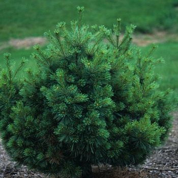 Pinus strobus 'Nana' - 'Nana'