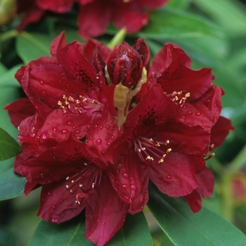 Rhododendron hybrid NORTHERN LIGHTS - 'Golden Lights'