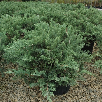 Juniperus davurica - 'Expansa ('Parsonii')' Parsons Juniper