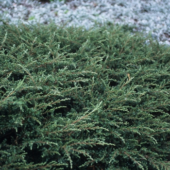 Juniperus communis - 'Repanda' Juniper