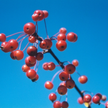 Malus 'Candied Apple' - Weeping Candied Apple Crabapple