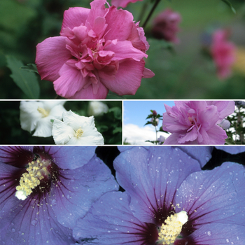 Hibiscus syriacus 'Multiple Varieties' (Rose of Sharon) - Multiple Varieties Rose of Sharon