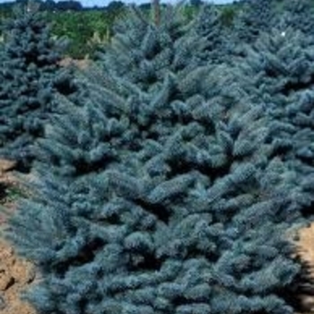Picea pungens glauca 'Procumbens' - 'Glauca Procumbens' Colorado Blue Spruce
