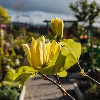 Magnolia x brooklynensis - 'Yellow Bird' 