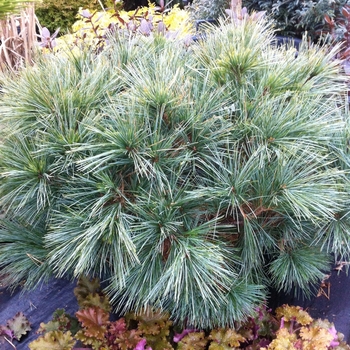 Pinus strobus 'Horsford' - Dwarf Eastern White Pine