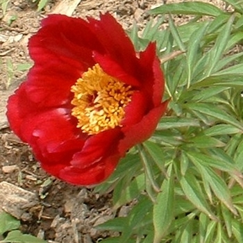 Paeonia lactiflora 'Early Scout' - Early Scout Peony