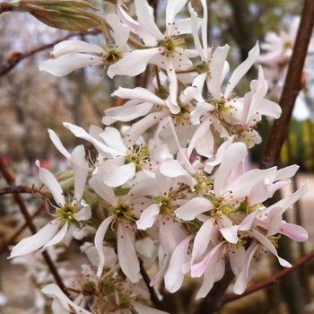Amelanchier x grandiflora 'Robin Hill' - Robin Hill Serviceberry