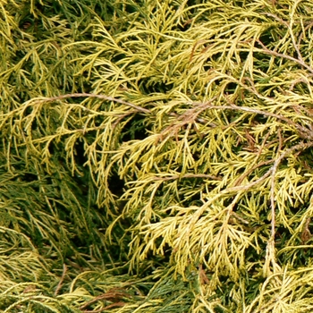 Chamaecyparis pisifera 'Filifera Aurea Nana' - Dwarf Golden Threadleaf Falsecypress