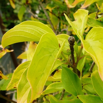 Cornus mas 'Aurea' - Golden Leaf Cornelian Cherry