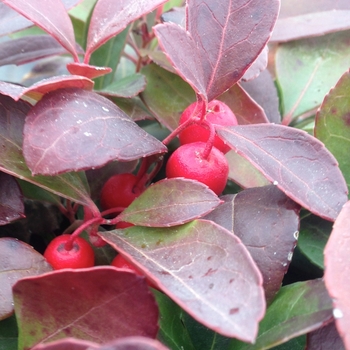 Gaultheria procumbens 'Gaulsidh5' - Cherry Berries Wintergreen