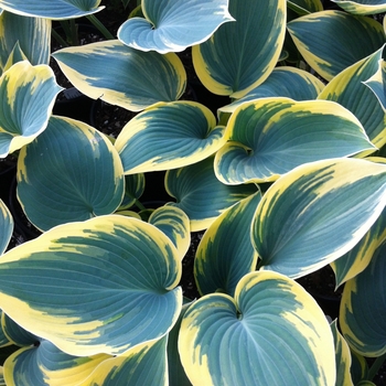 Hosta 'First Frost' (Hosta, Plantain Lily) - First Frost Hosta, Plantain Lily