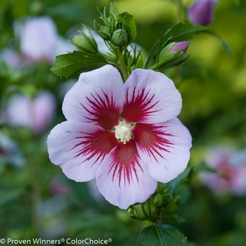 Hibiscus syriacus 'ILVO347' PP27285, CBR5722 (Rose of Sharon) - Orchid Satin® Rose of Sharon