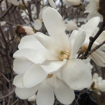 Magnolia x loebneri ' - 'Merrill' '