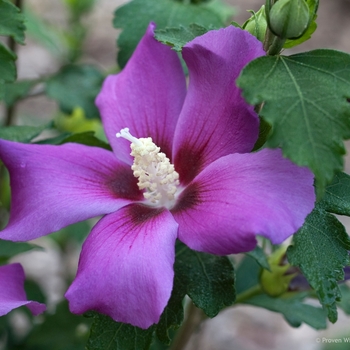 Hibiscus syriacus 'ILVOPS' PP28839 CBR6189 (Rose of Sharon) - Rose of Sharon