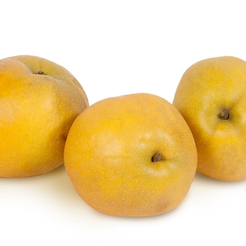 Pyrus (Asian Pear) 'Tawara' - 'Tawara' Asian Pear 