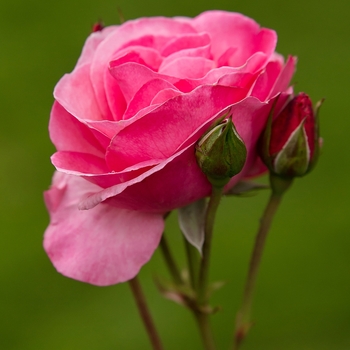 Rosa 'BAIing' PP16993 COPY - Easy Elegance® 'Grandma's Blessing' Rose