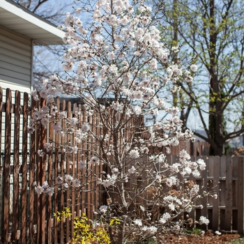 Magnolia stellata - Centennial Blush™ 