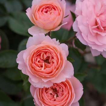 Rosa 'BAIypso' (Rose) - Easy Elegance® Calypso