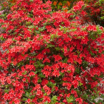 Rhododendron 'UMNAZ 502' PP26,601 - Electric Lights™ Red