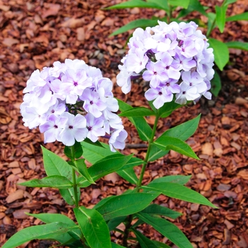 Phlox paniculata 'Flame™ Blue' - Garden Phlox
