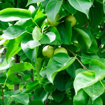 Pyrus (Asian Pear) 'Shinseiki' - 'Shinseiki' Asian Pear