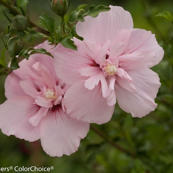 Hibiscus syriacus 'JWNWOOD4' PP24336 (Rose of Sharon) - Pink Chiffon® Rose of Sharon