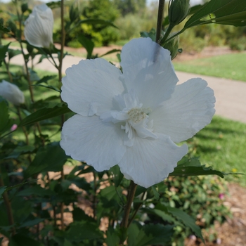 Hibiscus s. 'Gandini van Aart' PP28892 Can PBRAF - White Pillar® Rose of Sharon
