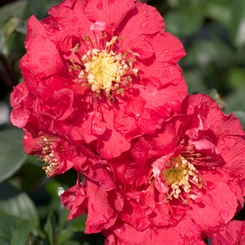 Chaenomeles speciosa Flowering Quince - Double Take Pink™