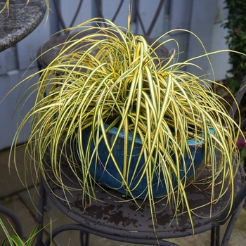 Carex oshimensis - Evercolor® 'Everoro'