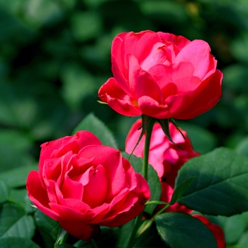 Rosa 'Meipeporia' PP26298 (Landscape Rose) - Oso Easy Double Red® Landscape Rose