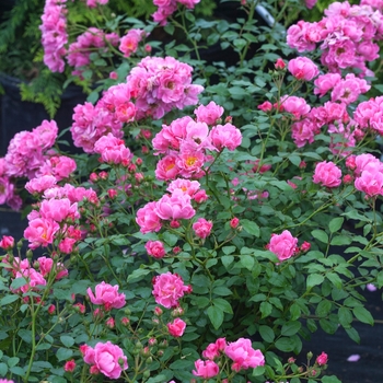 Rosa x - Oso Easy® Double Pink