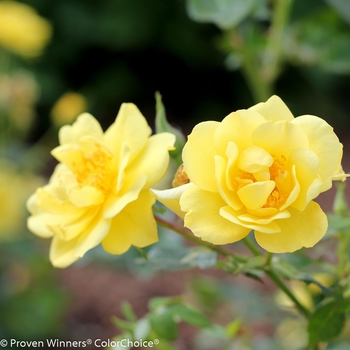 Rosa 'Chewhocan' PP26914, Can 5130 (Landscape Rose) - Oso Easy Lemon Zest® Landscape Rose