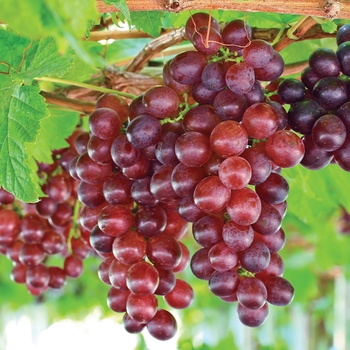 Vitis vinifera 'Catawba' - Catawba Grape