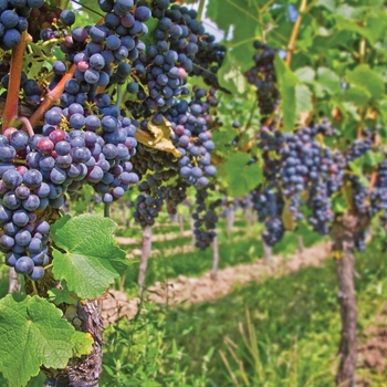Vitis vinifera 'St. Croix Red' - St. Croix Grape