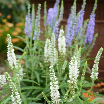 Veronica (Speedwell) - Moody Blues® White
