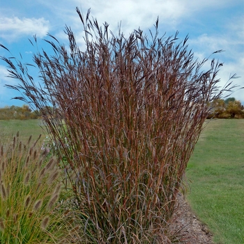 Andropogon gerardii 'Indian Warrior' - Big Bluestem Grass