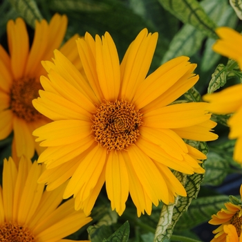 Heliopsis 'Sunstruck' - Sunstruck False Sunflower