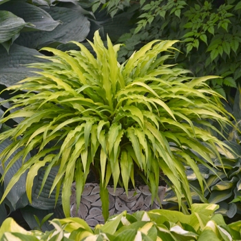 Hosta 'Curly Fries' (Hosta, Plantain Lily) - Curly Fries Hosta, Plantain Lily