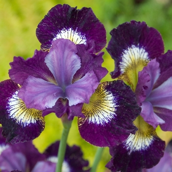 Iris sibirica 'Jeweled Crown' or 'Contrast in Syles' (Siberian Iris) - Jeweled Crown (Contrast in Styles) Siberian Iris